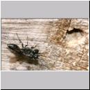 Pemphredon sp Grabwespe 09 Paarung.jpg